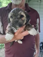 Charlie, a male Havanese and Poodle - Miniature  for sale in Polo, MO – 1 of 1