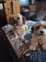 Holly, a female Havanese and Poodle - Miniature  for sale in Polo, MO – 4 of 4
