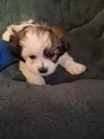 Liberty, a female Havanese and Poodle - Miniature  for sale in Polo, MO – 5 of 5