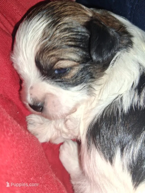 Adorable  – Havanese, Poodle - Miniature  puppy for sale in Polo, MO
