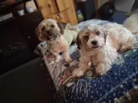 Liberty, a female Havanese and Poodle - Miniature  for sale in Polo, MO – 6 of 6