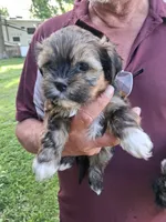 Holly, a female Havanese and Poodle - Miniature  for sale in Polo, MO – 2 of 4