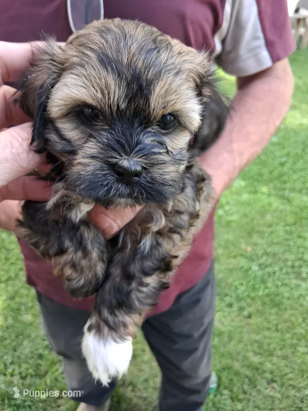 Baxter  – Havanese, Poodle - Miniature  puppy for sale in Polo, MO