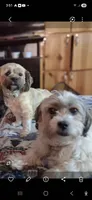 Chloe, a female Havanese and Poodle - Miniature  for sale in Polo, MO – 3 of 4