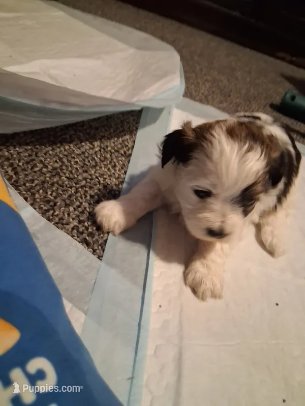 Adorable  – Havanese, Poodle - Miniature  puppy for sale in Polo, MO