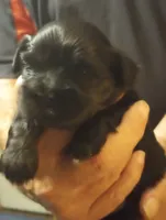 Ebony , a female Shihpoo for sale in Polo, MO – 3 of 3
