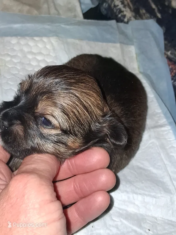 Charlie – Havanese, Poodle - Miniature  puppy for sale in Polo, MO