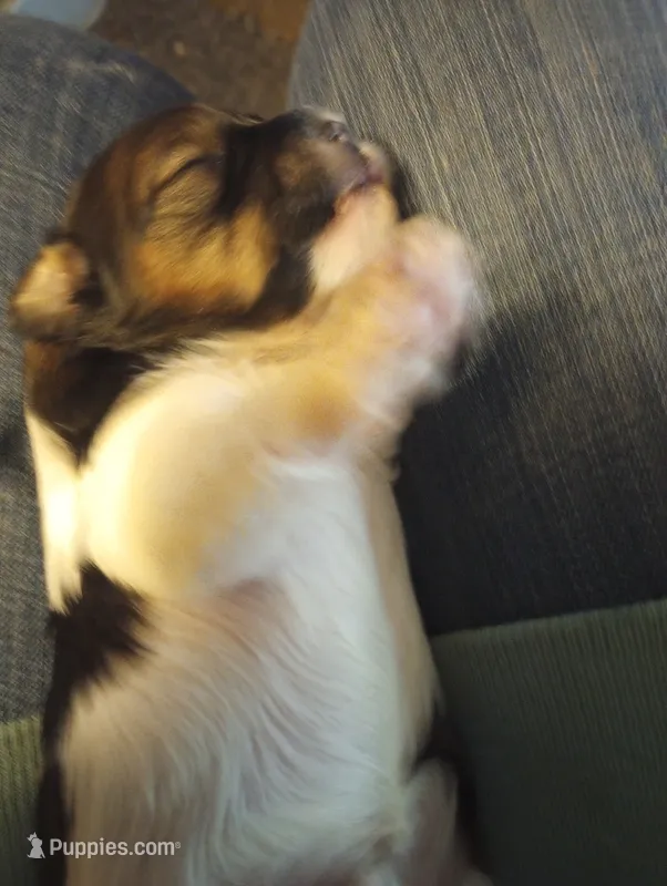 Holly – Shihpoo, Shih Tzu puppy for sale in Polo, MO