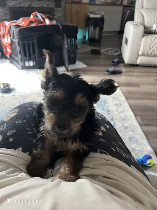 Beethoven – Yorkshire Terrier puppy for sale in Smithville, TX
