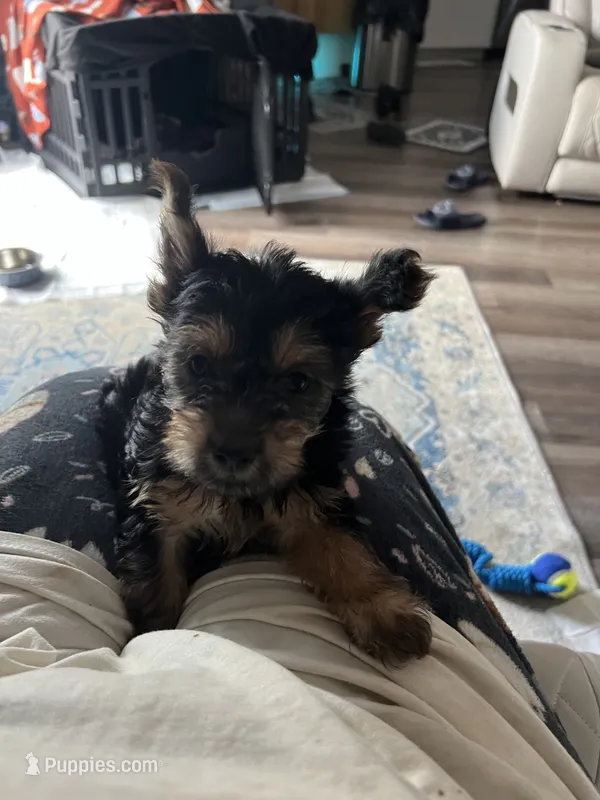 Pincher – Yorkshire Terrier puppy for sale in Smithville, TX