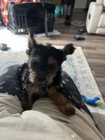 Pincher, a male Yorkshire Terrier for sale in Smithville, TX – 1 of 3