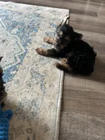 Pincher, a male Yorkshire Terrier for sale in Smithville, TX – 3 of 3