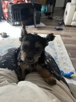 Pincher, a male Yorkshire Terrier for sale in Smithville, TX – 2 of 3