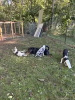 Banjo, a male Australian Shepherd for sale in Wabash, IN – 4 of 4
