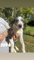 Huckleberry, a male Australian Shepherd for sale in Wabash, IN – 2 of 6