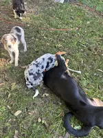 Banks, a male Australian Shepherd for sale in Wabash, IN – 2 of 2