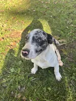 Huckleberry, a male Australian Shepherd for sale in Wabash, IN – 3 of 6