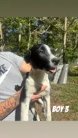 Banjo, a male Australian Shepherd for sale in Wabash, IN – 1 of 4