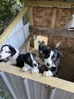 Banjo, a male Australian Shepherd for sale in Wabash, IN – 2 of 4