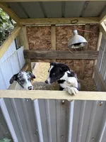 Huckleberry, a male Australian Shepherd for sale in Wabash, IN – 5 of 6
