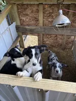 Banjo, a male Australian Shepherd for sale in Wabash, IN – 3 of 4