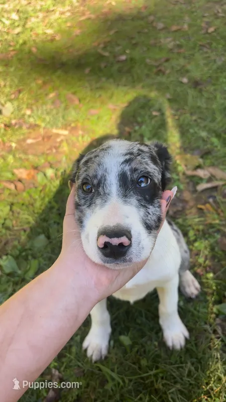 Huckleberry – Australian Shepherd puppy for sale in Wabash, IN