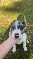 Huckleberry, a male Australian Shepherd for sale in Wabash, IN – 1 of 6