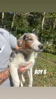 Banks, a male Australian Shepherd for sale in Wabash, IN – 1 of 2