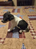 David, a male Rat Terrier for sale in Tappahannock, VA – 2 of 4