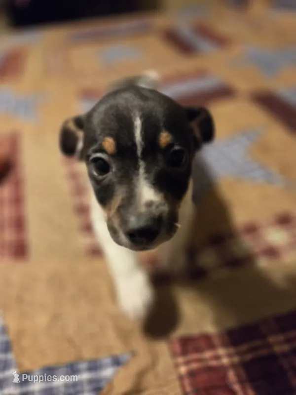 David – Rat Terrier puppy for sale in Tappahannock, VA