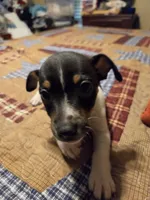 David, a male Rat Terrier for sale in Tappahannock, VA – 4 of 4