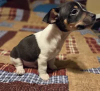 David, a male Rat Terrier for sale in Tappahannock, VA – 3 of 4
