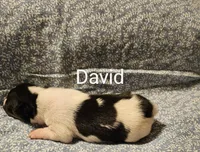 David, a male Rat Terrier for sale in Tappahannock, VA – Photo 2 of 4