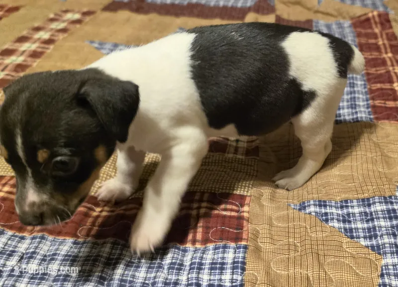 David – Rat Terrier puppy for sale in Tappahannock, VA