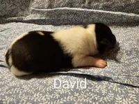 David, a male Rat Terrier for sale in Tappahannock, VA – Photo 3 of 4