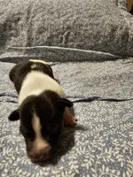 David, a male Rat Terrier for sale in Tappahannock, VA – Photo 4 of 4