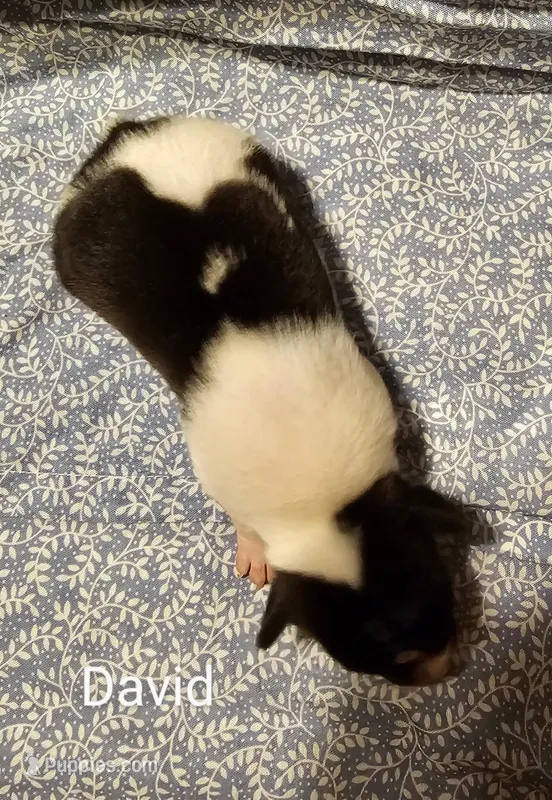 David – Rat Terrier puppy for sale in Tappahannock, VA