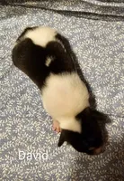 David, a male Rat Terrier for sale in Tappahannock, VA – Photo 1 of 4