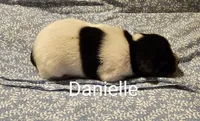 Danielle, a female Rat Terrier for sale in Tappahannock, VA – Photo 2 of 4