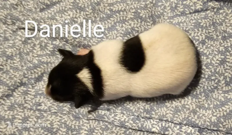Danielle – Rat Terrier puppy for sale in Tappahannock, VA