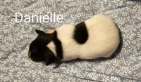 Danielle, a female Rat Terrier for sale in Tappahannock, VA – Photo 4 of 4