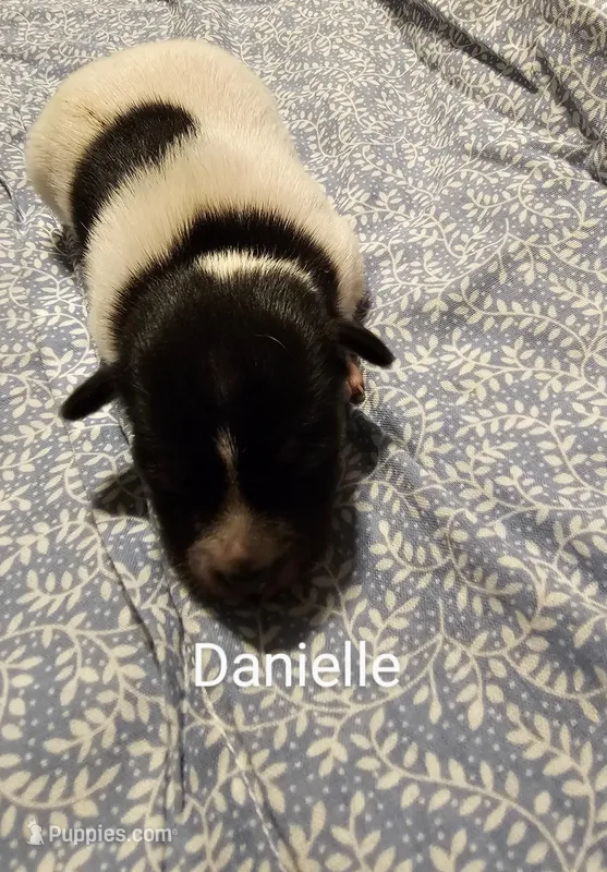 Danielle, a female Rat Terrier for sale in Tappahannock, VA – Photo 1 of 4