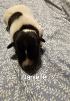 Danielle, a female Rat Terrier for sale in Tappahannock, VA – Photo 1 of 4
