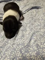 Danny, a male Rat Terrier for sale in Tappahannock, VA – Photo 4 of 4