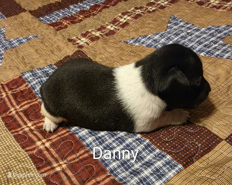 Danny – Rat Terrier puppy for sale in Tappahannock, VA