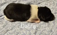 Danny, a male Rat Terrier for sale in Tappahannock, VA – Photo 2 of 4