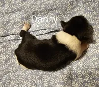 Danny, a male Rat Terrier for sale in Tappahannock, VA – Photo 1 of 4