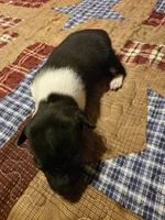 Danny, a male Rat Terrier for sale in Tappahannock, VA – 2 of 4