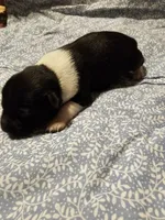 Danny, a male Rat Terrier for sale in Tappahannock, VA – Photo 3 of 4