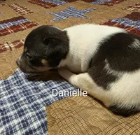 Danny, a male Rat Terrier for sale in Tappahannock, VA – 3 of 4